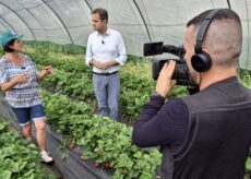 La Guida - La fragola di Peveragno protagonista in tv