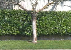 La Guida - Cuneo, nei prossimi giorni il taglio di 21 alberi “secchi” in centro città e nelle frazioni