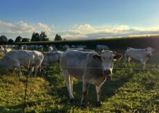 La Guida - Torna il concorso fotografico “La mia Piemontese”