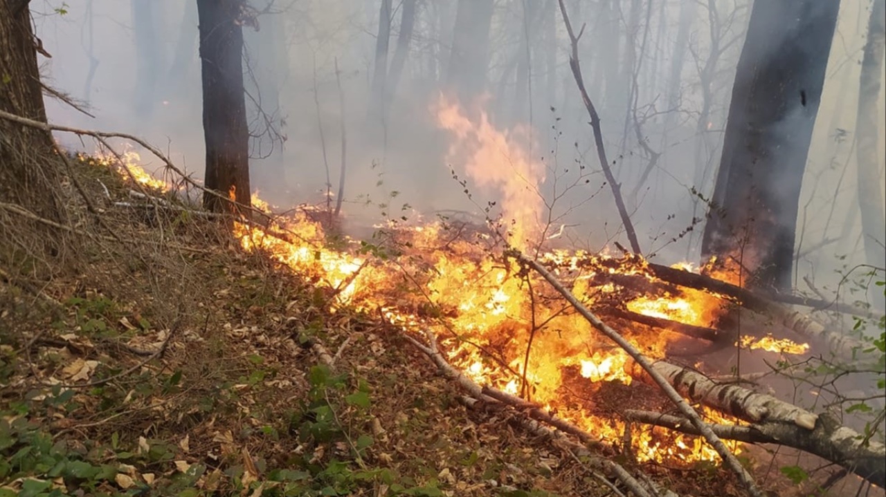 Massima allerta incendi boschivi: dall'8 luglio scattano i divieti in tutto il Piemonte