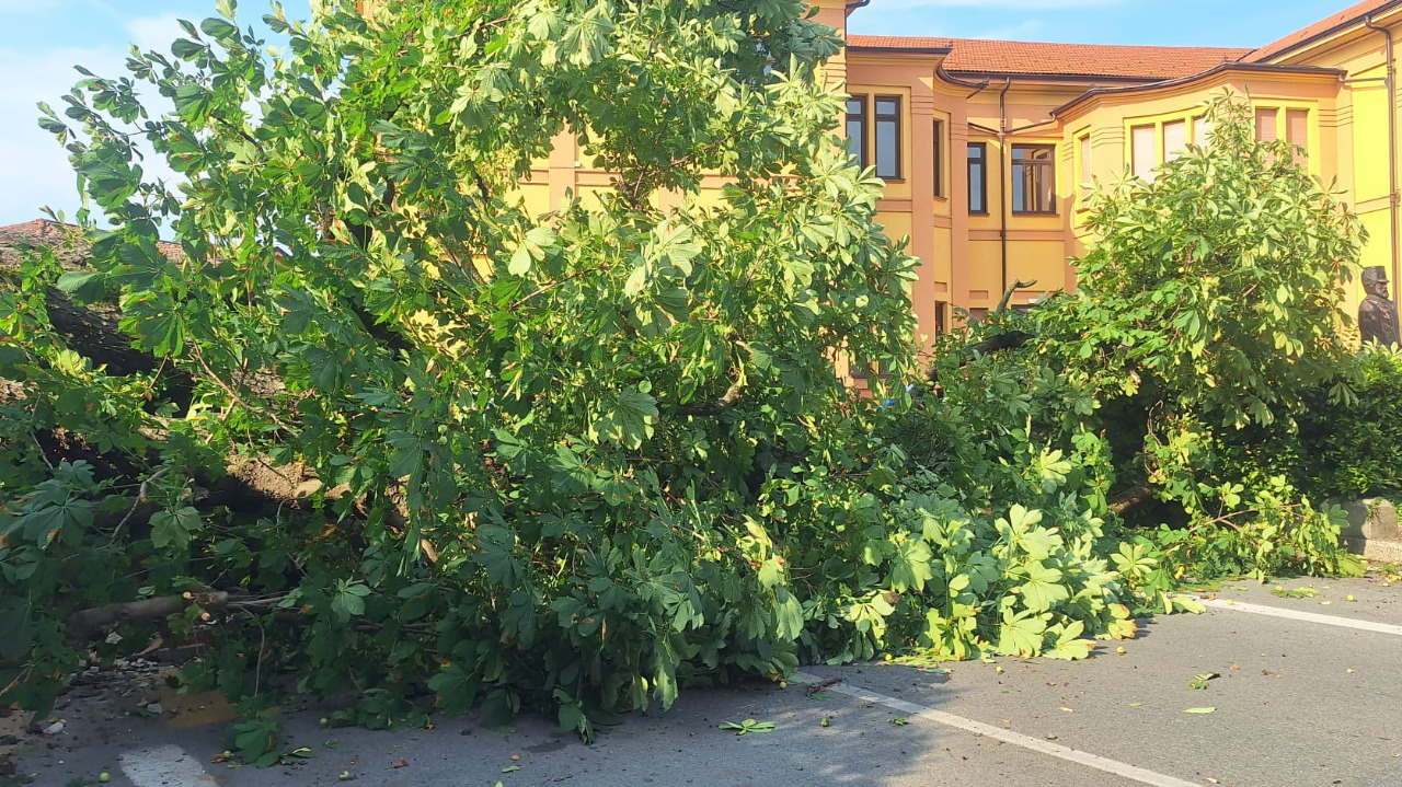 Un albero cade sulla strada a Villafalletto, nessun ferito