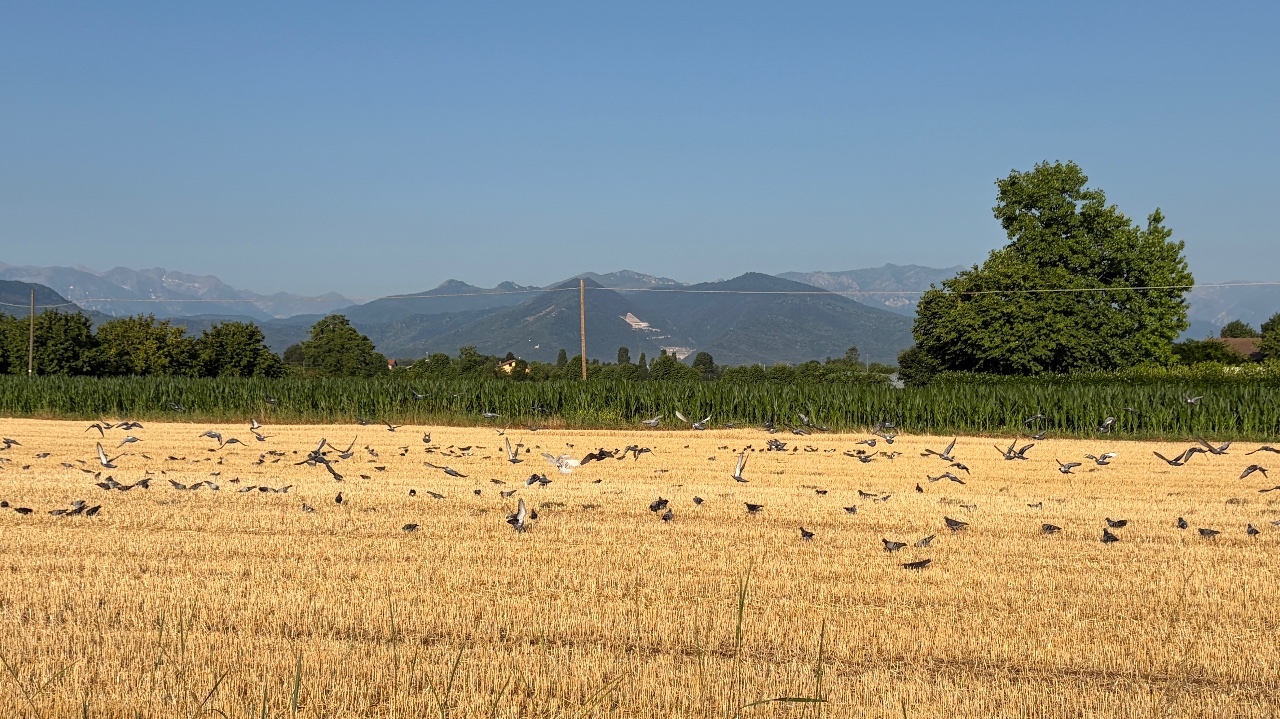 Anticipi Pac, una risposta alle difficoltà delle imprese agricole cuneesi