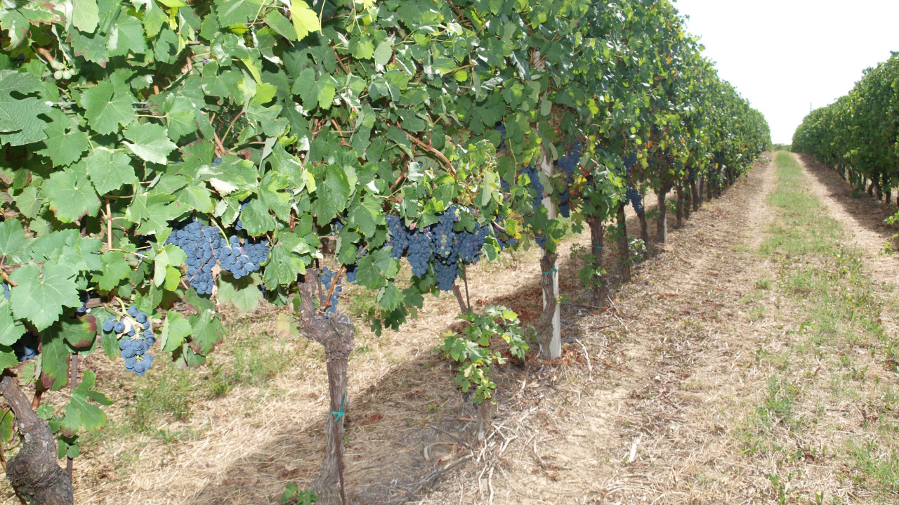 Vendemmia, nella Granda raccolta in anticipo 