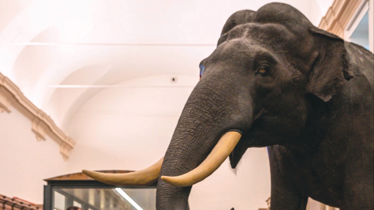 Ad agosto si entra gratis al Museo Regionale di Scienze Naturali