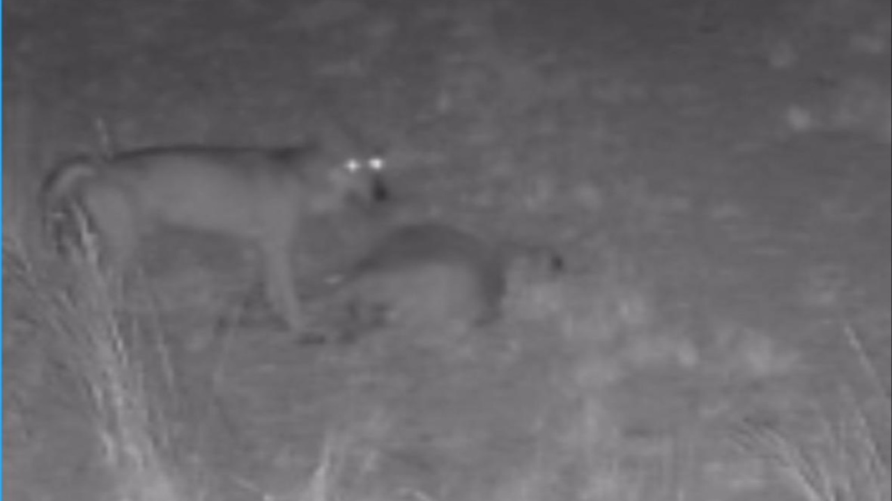 Lupi assaltano un gregge a Fontanelle (video)