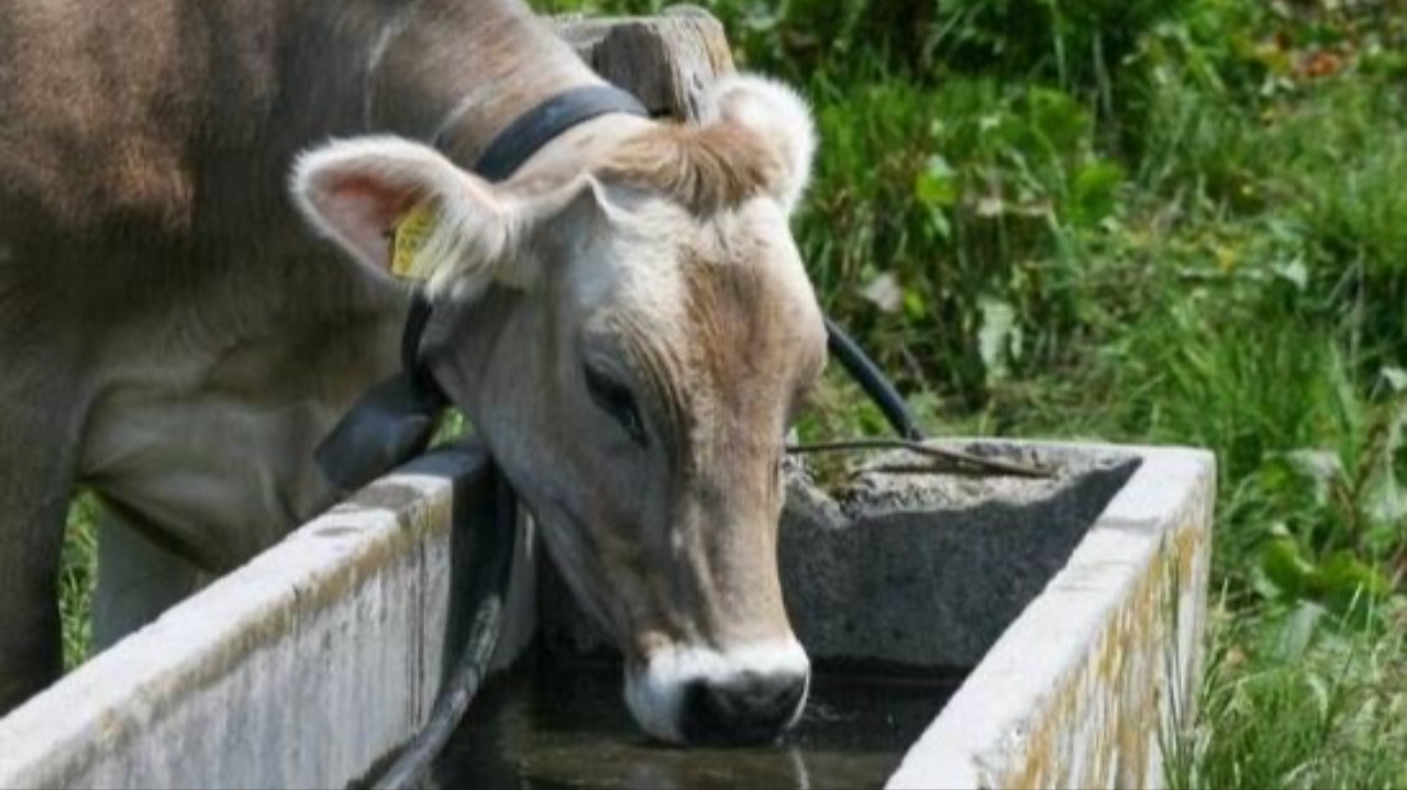 Una mucca tiene sotto scacco Confreria