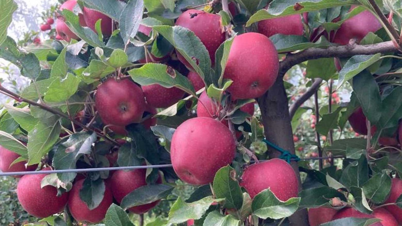 Ortofrutta, "Annata di buona qualità ma prezzi insufficienti e mercati congestionati"