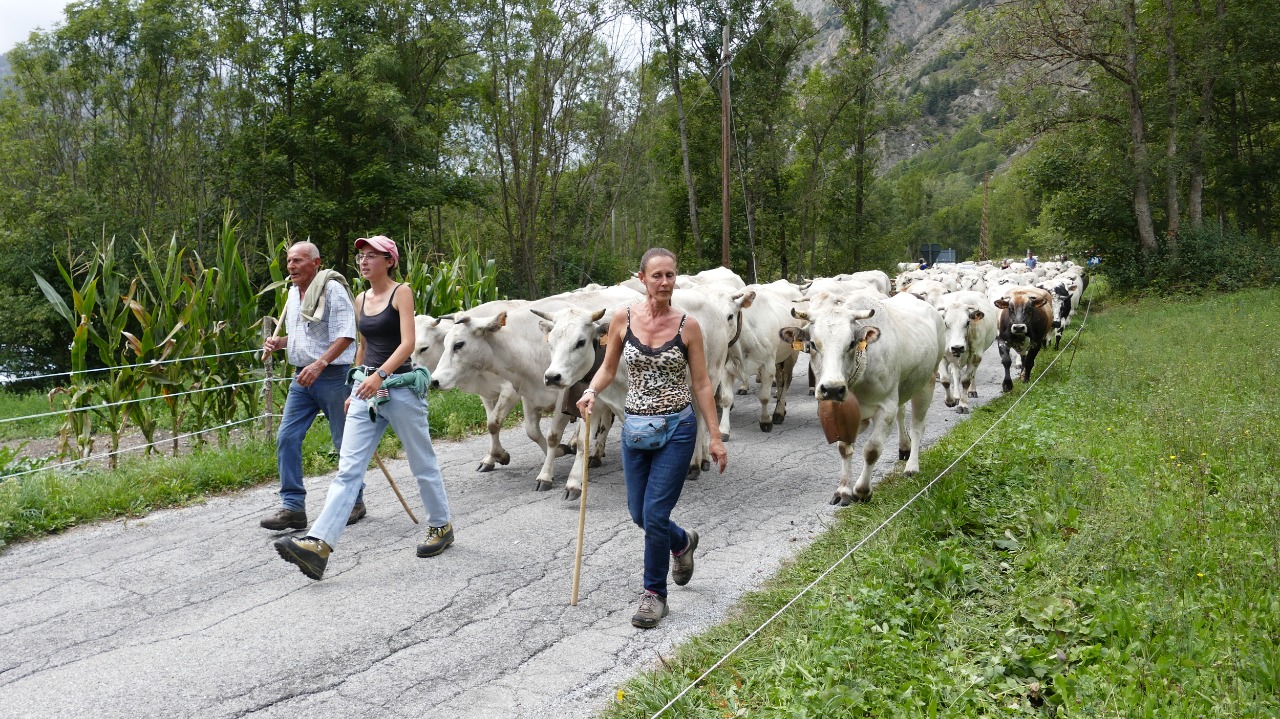 Siccità in alpeggio e malgari in seria difficoltà. Le loro voci al centro di “Caluma el vache” a Prazzo