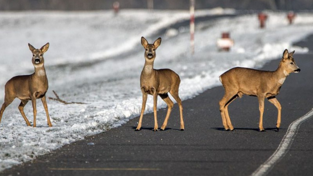 Dal 2027 sarà la provincia ad occuparsi del recupero degli animali selvatici