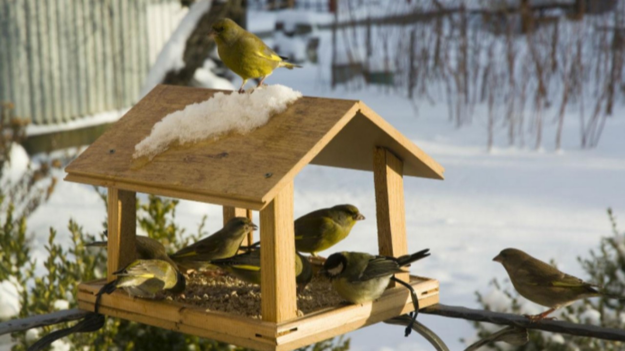 Escursione guidata e birdwatching a Magliano Alpi