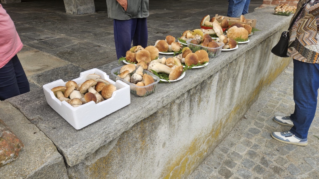 Sotto l’Ala di Sanfront è ripartito il mercato dei funghi