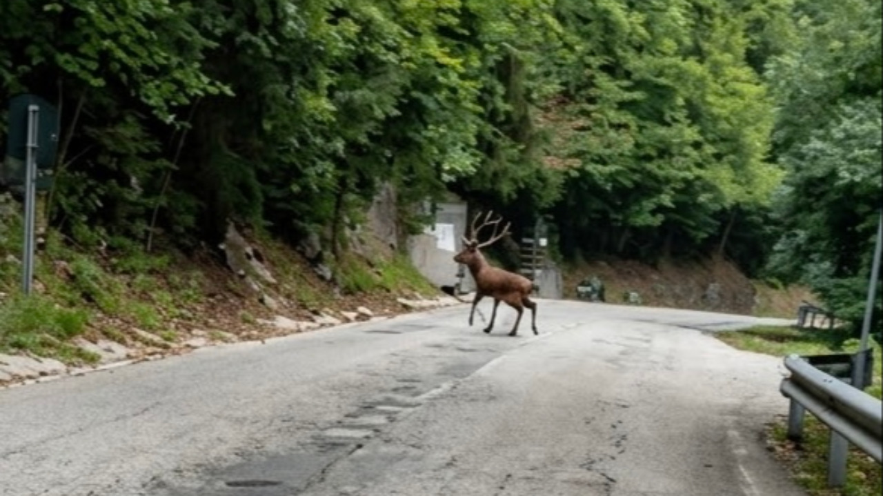 Scendendo da Crissolo, l’incontro con uno splendido cervo