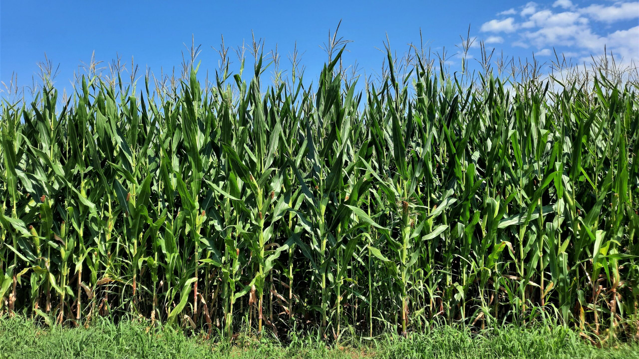 Serve un piano immediato e strategico per salvare l'agricoltura