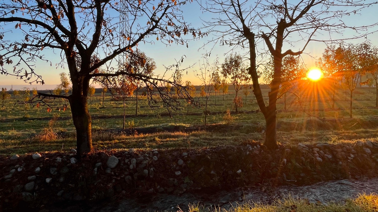 Castagne, qualità e pezzatura superiori alle attese in Granda
