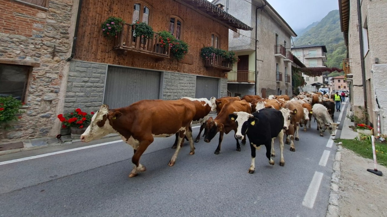 Valle Grana, trenta mucche scenderanno a valle per la transumanza