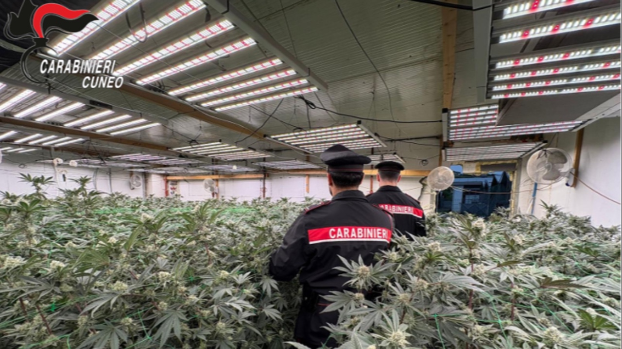 Sgominata una banda specializzata nella coltivazione di cannabis (video)