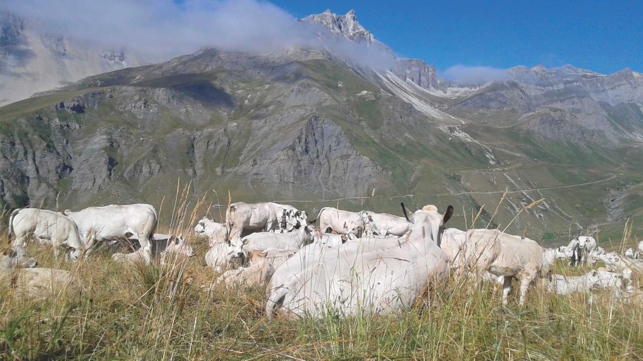 Terreni non sufficienti per l'alpeggio: condanna e revoca dei contributi