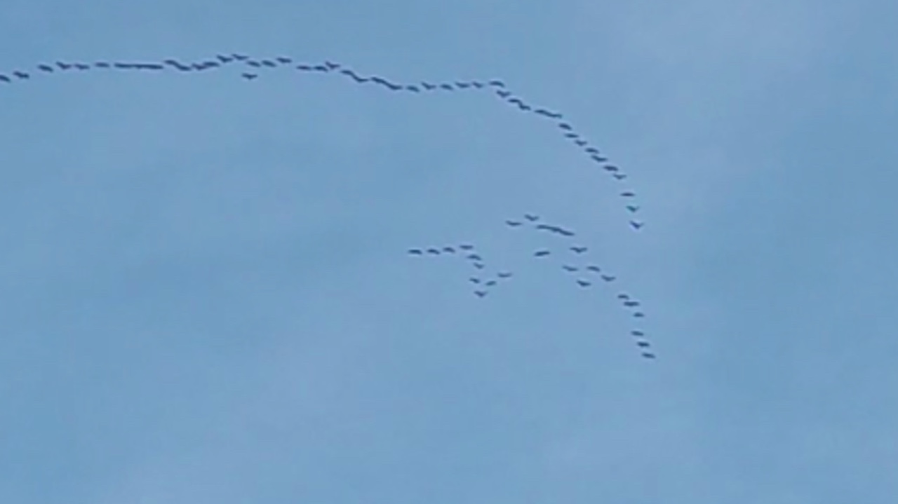Stormi di gru cinerine nei cieli cuneesi