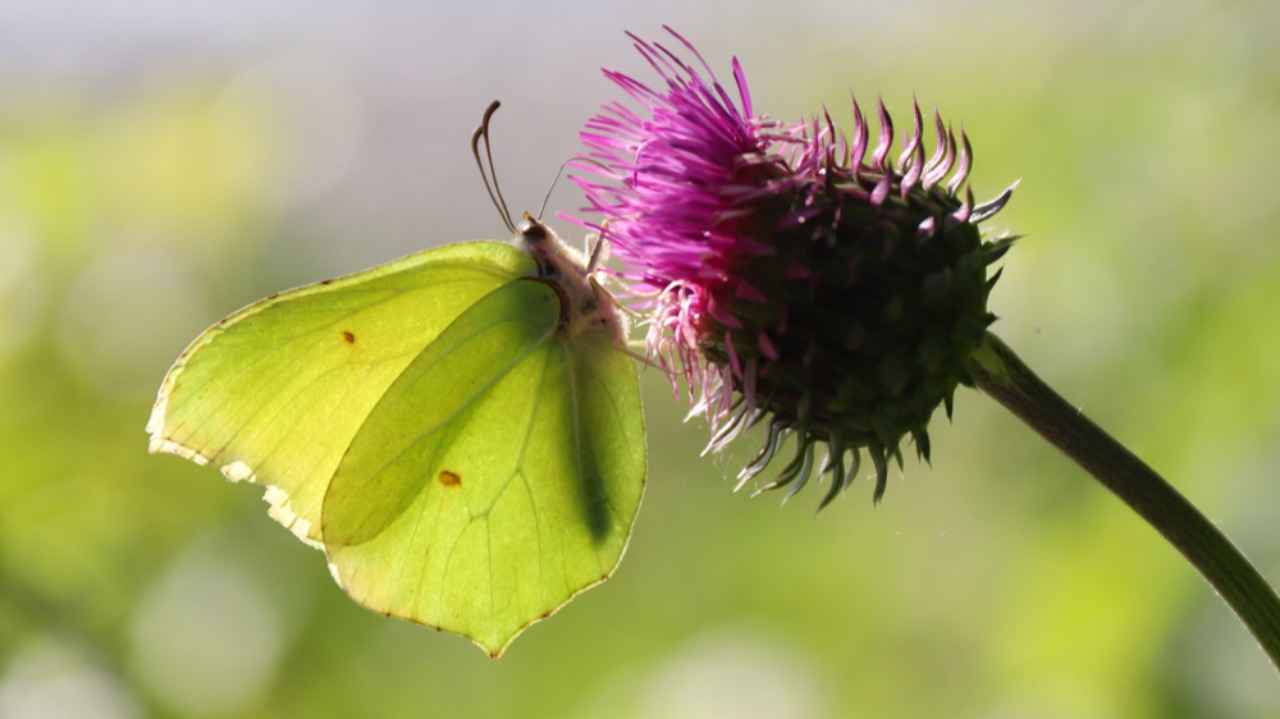 L’Agorà delle Farfalle: al Parco Fluviale un’area dedicata agli insetti impollinatori