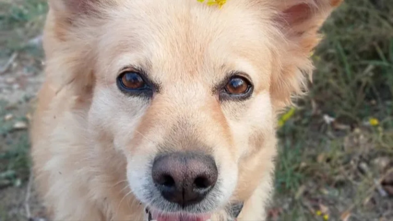 L'appello di una lettrice: "Aiutatemi a salvare la mia cagnolina"