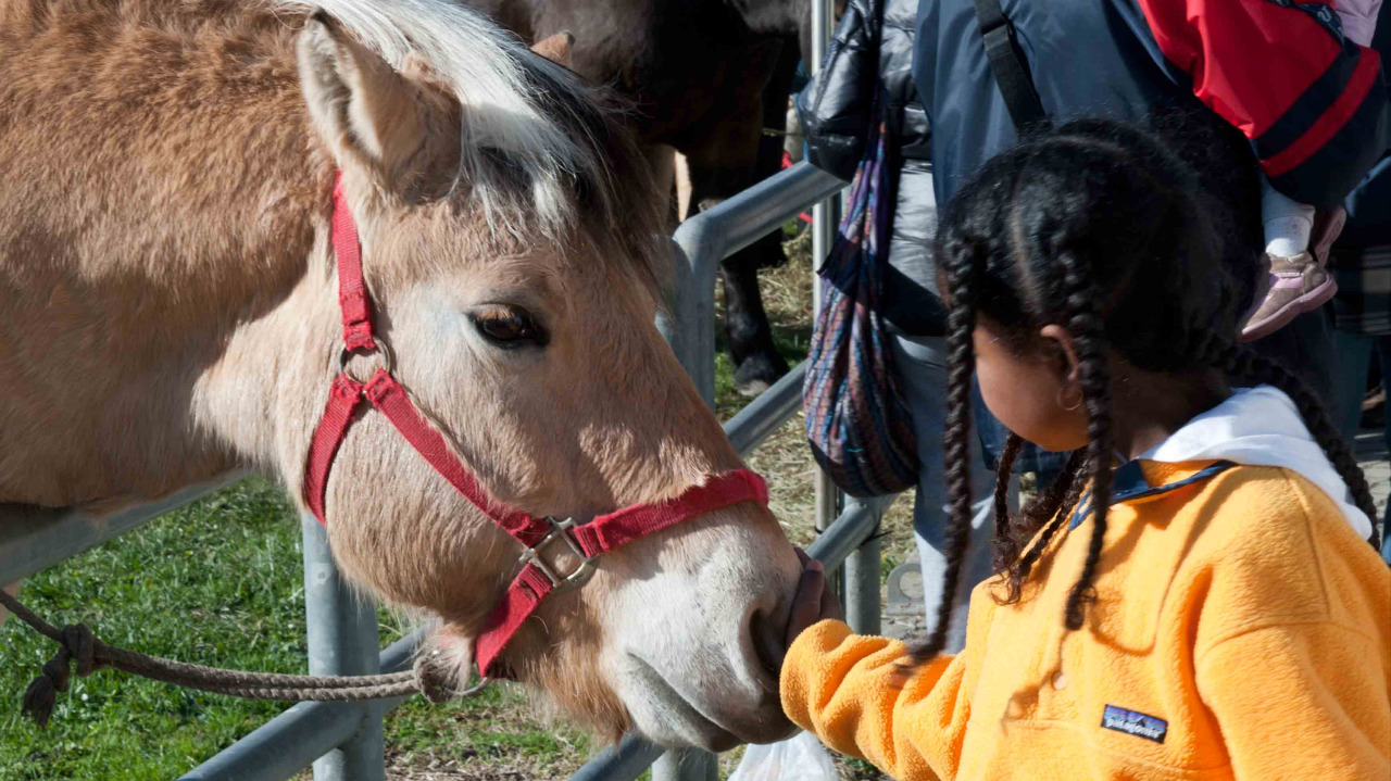 Foire des Alpes ad Aosta, tradizioni da vivere, animali da scoprire